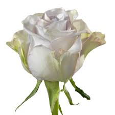 Am i falling for you? Rain Dance Lavender Schreurs Roses