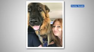The german dog center is a short 2 hours from the bay area, san francisco, napa valley, redding, lake tahoe, reno and is only 1 hour north of sacramento. Emotional Testimony In Animal Abuse Trial For Dog Trainer Accused In German Shepherd S Death Abc7 San Francisco