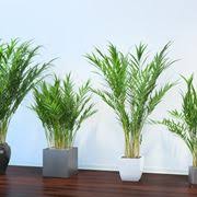 Se hai dubbi circa il tenere piante in casa o in ufficio perché temi che non riceveranno sufficiente luce. Piante Da Appartamento Con Poca Luce Piante Da Interno Piante Che Necessitano Di Poca Luce