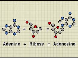Image result for Adenosine