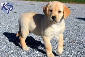Puppy Finder Find Buy A Dog Today By Using Our Petfinder Golden Labrador Puppies Labrador Retriever Puppies Puppies