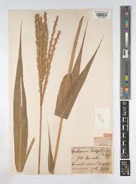 Image result for Phacelurus gabonensis