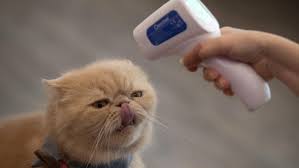 Coronavirus Cats With No Symptoms Spread Virus To Other Cats In Lab Test