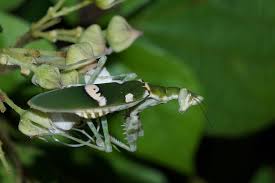 Real jeweled mantis creobroter gemmatus framed insect. çœ¼æ–'èž³èž³jeweled Flower Mantis è¥¿åŒç‰ˆçº³çš„èž³èž‚ Inaturalist