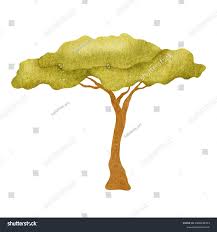 Image result for Acacia sieberiana