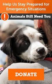 Here's our best advice for you. Adoptable Dogs In Your Local Shelter L Adopt A Pet L Aspca