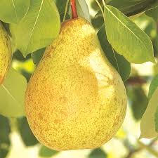 Buds carrying leaves but no flowers) are easily distinguished from fruit buds by being slender, pointed buds borne in a leaf axil. Ambrosia Pear Tree Gurney S Seed Nursery Co
