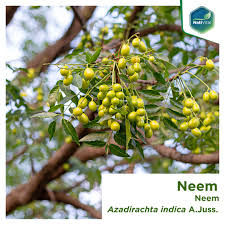 Image result for Meliaceae