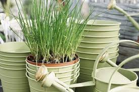 This blind animal uses it to sense its insect prey. Top Problems Growing Chives And How To Fix It Ready To Diy