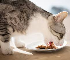 Prazitel flavoured worming tablets for cats is for the treatment of mixed infections caused by the following gastrointestinal roundworms and tapeworms: How To Give A Cat A Pill