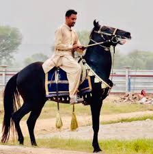 Profile for Sohaibali Rajpoot