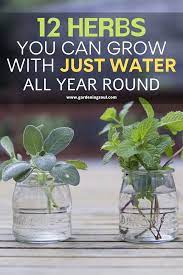 12 Herbs You Can Grow With Just Water All Year Round Veg Garden Herbs Indoors Growing Herbs