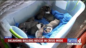 Illinois english bulldog rescue is dependent on the donations of our supporters. We Ve Hit Crisis Mode Bulldog Rescue Flooded With Animals Including New Puppies Kfor Com Oklahoma City