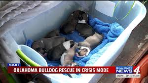 More than a dozen english bulldogs were rescued in baldwin park, calif., after being found in what animal control calls deplorable conditions. kcal's juan. We Ve Hit Crisis Mode Bulldog Rescue Flooded With Animals Including New Puppies Kfor Com Oklahoma City