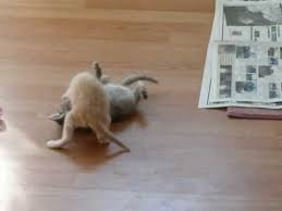 Kitten Surprise How To Break Up A Cat Fight The Original Www Kittinspiration Com Kitten Surprise Best Cat Gifs Cat Throwing Up