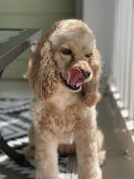 Best cat & dog grooming place with all the pet perks will keep your dogs tail wagging. Paws Pet Grooming 48 Photos 42 Reviews Pet Groomers 3402 S Dale Mabry Hwy Tampa Fl United States Phone Number Yelp