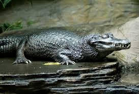 This massive reptile was suspected to be the culprit of several attacks and human deaths before he was captured alive. 7 Crocodilian Species That Are Dangerous To Humans Britannica