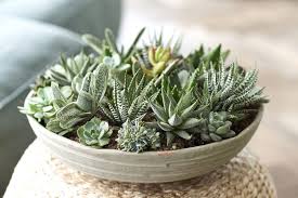 L'aloe vera, ou aloès, est une plante vivace sans tige, dotée de qualités exceptionnelles. Comment Cultiver De L Aloe Vera En Interieur