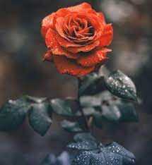 Check spelling or type a new query. Flower Whatsapp Dp Profile Images Download Carryquotes Com