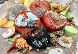 Don't just throw it in the trash and never compost moldy food. Is Mold In Compost Dangerous To Use At Home Backyarddigs