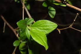 Image result for Spiraea prunifolia
