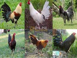 We did not find results for: Jenis Ayam Aduan Pisau Tergahar Ayam Jenis Pisau