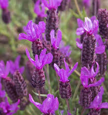 French Lavender Seeds