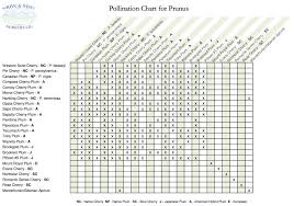 For optimal results from fruit tree pollination, i recommend setting up a pollinating scheme. Edible Forest Gardening 101 Cross Pollination At Biodiverseed Pollination Edible Forest Edible Forest Garden