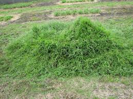 Image result for Brachychloa