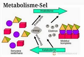 Maybe you would like to learn more about one of these? Pengertian Metabolisme Sel Anabolisme Dan Katabolisme