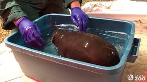The set includes 41 colorful wet 'n stick foam alphabet letters and hippo head. Toronto Zoo Pygmy Hippo Calf Taking A Bath Youtube