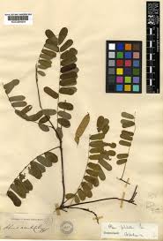 Image result for Abrus melanospermus