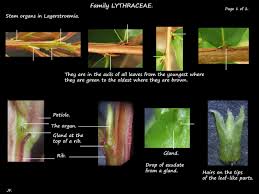 Image result for Lythraceae