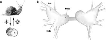 Maybe you would like to learn more about one of these? A Simple Representation Of C Aspersum Annual Cycle The Garden Snail Download Scientific Diagram