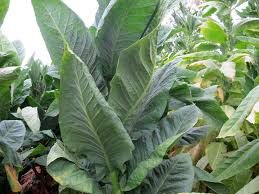 Image result for Nicotiana tabacum