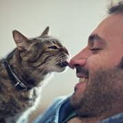 Download kitty licks screen live wallpaper to stylize your device's home screen and make it unique and modern. Why Does My Cat Lick Me
