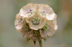 Starflower Pincushion Scabiosa Stellata C 2009 Mandy Schoch Photography Flowers Light Blue Flowers Pin Cushions