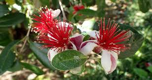 Fruitmommy is a san diego fruit tree specialist who will help you grow healthy and productive trees organically. Sustainable Gardeners Get Into Your Climate Zone Water News Network Our Region S Trusted Water Leader