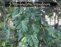 Philodendron Giganteum Philodendron Giganteum Plants