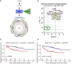 It is important to note that a. Stat3 Dependent Analysis Reveals Pdk4 As Independent Predictor Of Recurrence In Prostate Cancer Molecular Systems Biology