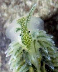 Image result for Selago coerulea