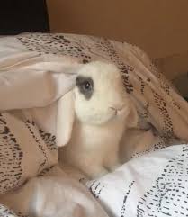 I think that rabbit is perfect house pet. Goodnight Reddit Http Ift Tt 2x6k6yr Pet Rabbit Good Night Pets