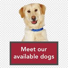 Available from dchs thrift store animals are housed at the dane county humane society thrift store located at 6904 watts road, madison, wi, 53719. Dogs For Adoption At The Humane Society The Y Guide