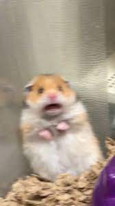 Why That Screaming Hamster Isn T Funny Funny Hamsters Cute Animal Photos Baby Animals Funny