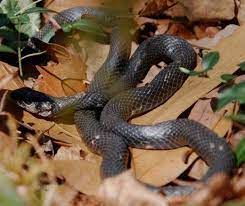 Facts About Southern Black Racer Snakes Black Racer Snake Fun Facts