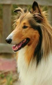 Esma Ekici Adli Kullanicinin Dogs Panosundaki Pin 2020 Goruntuler Ile Collie Kopek Hayvanlar