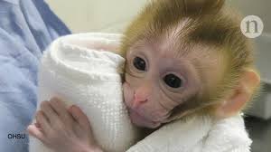 We did not find results for: Baby Monkey Is First Primate Created Using Sperm From Tissue Transplanted Into Dad