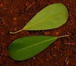 Image result for Mimusops afra