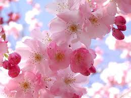 Jenis bunga gantung tahan panas yang cantik dan unik. Taman Bunga Sakura Terindah Di Dunia Ideku Unik