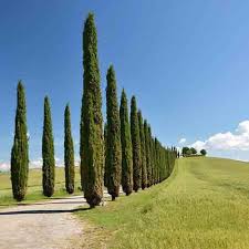 Image result for Cupressus funebris